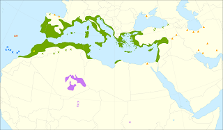 countires where olive oil is produced